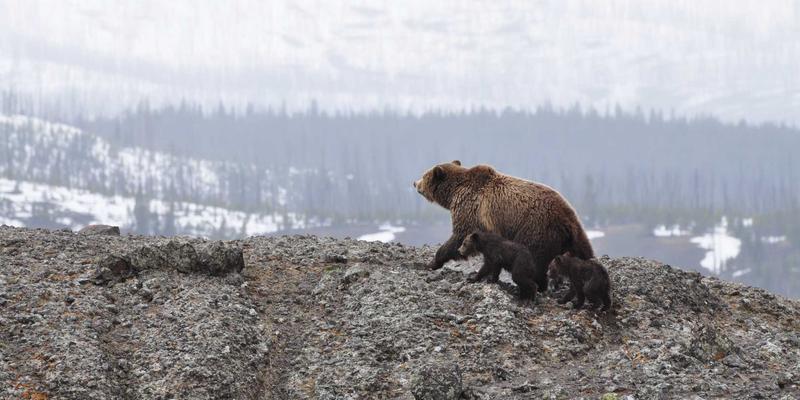 中国计算机信息系统94：数据管理与网络集成的奠基性规范