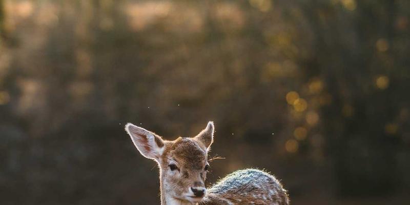 中国计算机信息系统发展新趋势：软件开发与软件服务的融合与创新