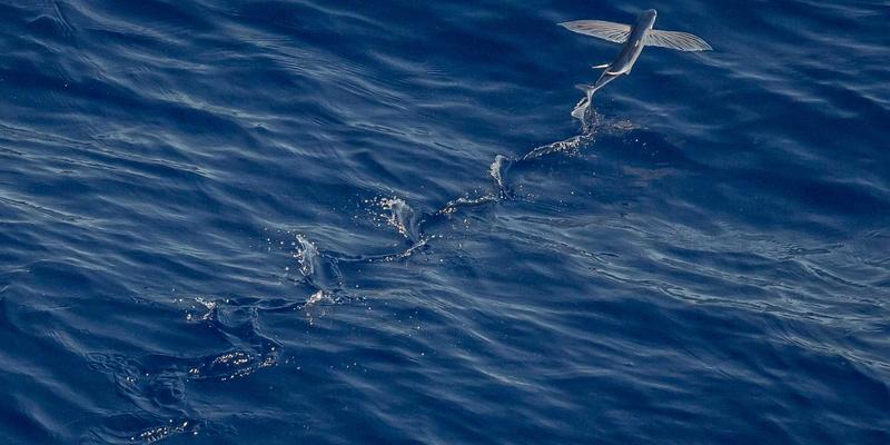 网络集成驱动创新：基于中国计算机信息系统的智慧交通信号优化与仿真平台